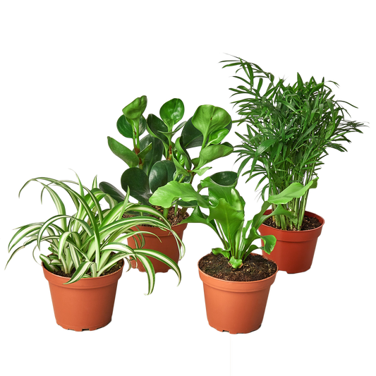 Pet Friendly Variety Bundle (Revased_1) 6" potted plant