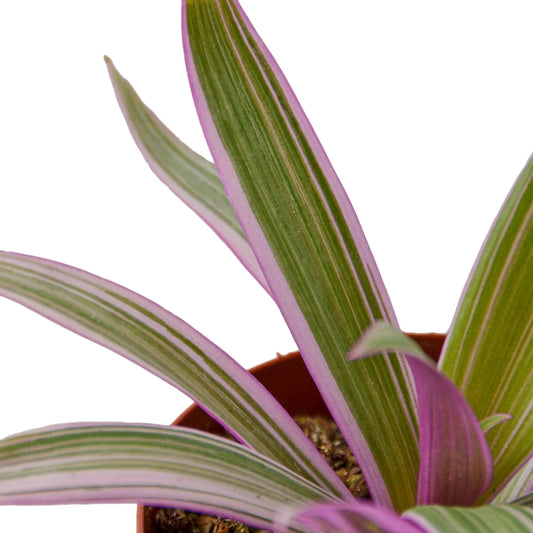 Oyster Plant 'Moses in the Cradle' potted plant