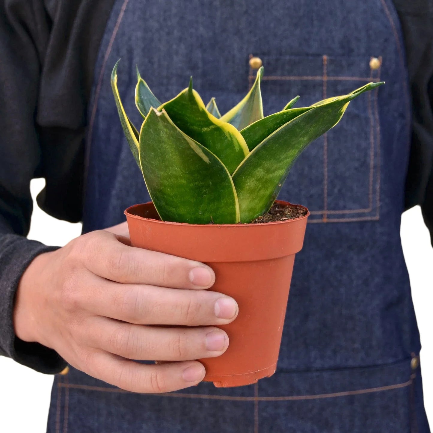 Snake Plant Emerald Star 4" potted plant