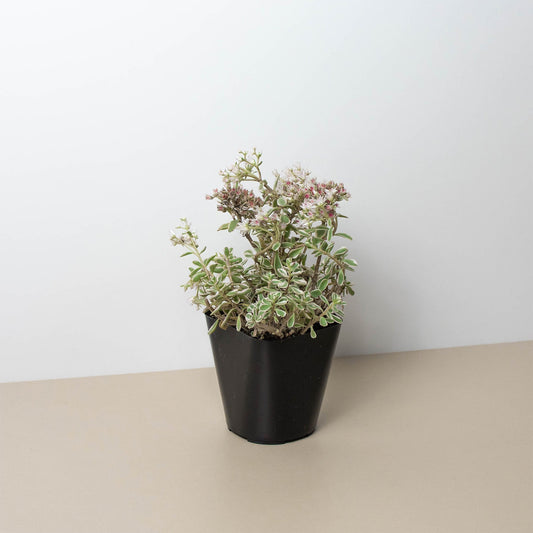Sedum Tricolor potted plant