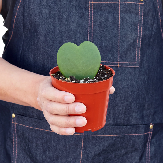 Hoya Sweetheart 4" potted plant