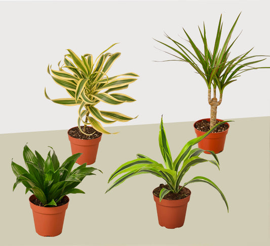 4 Different Dracaenas Variety Pack 4" potted plant