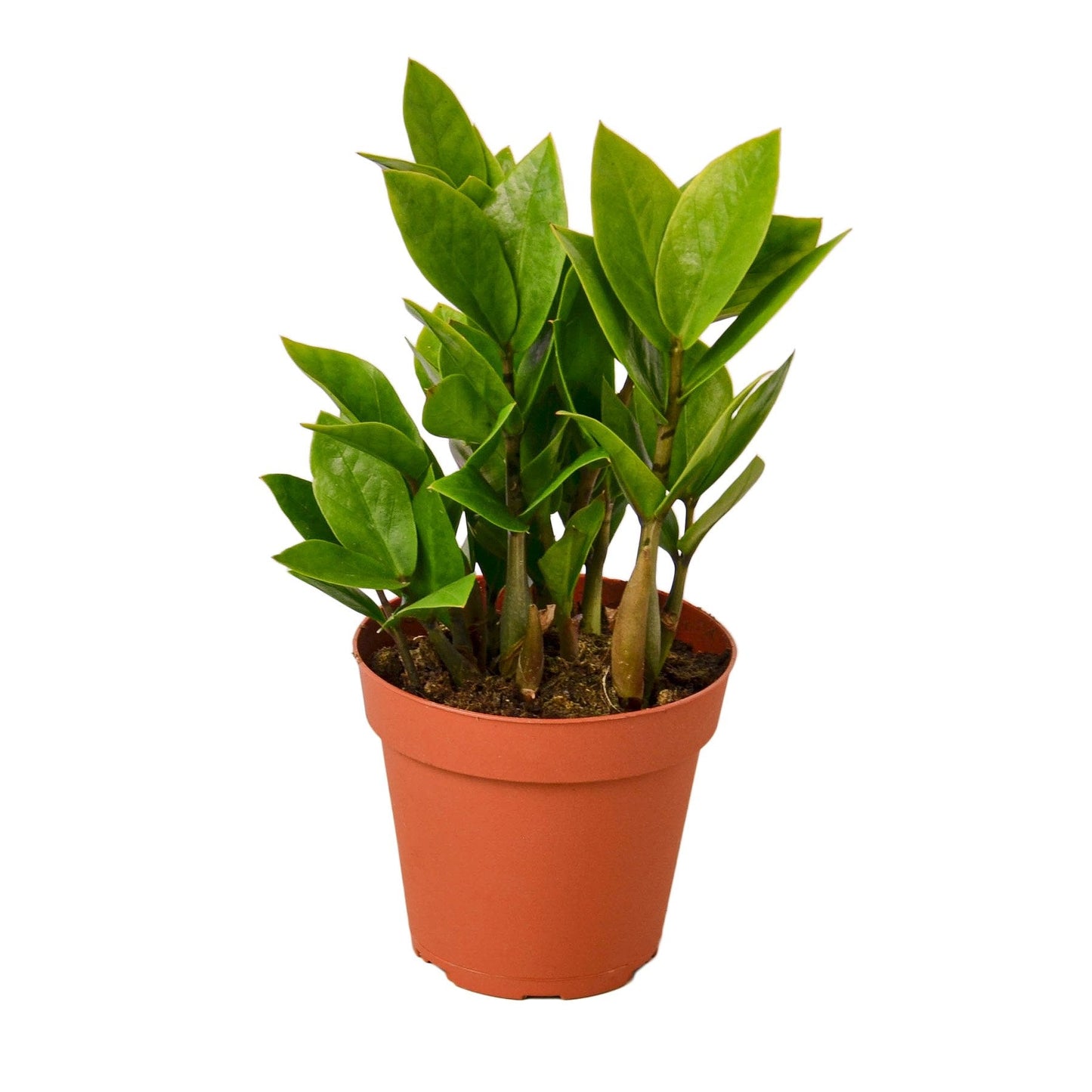 Zamioculcas Zamiifolia ZZ 4" potted plant
