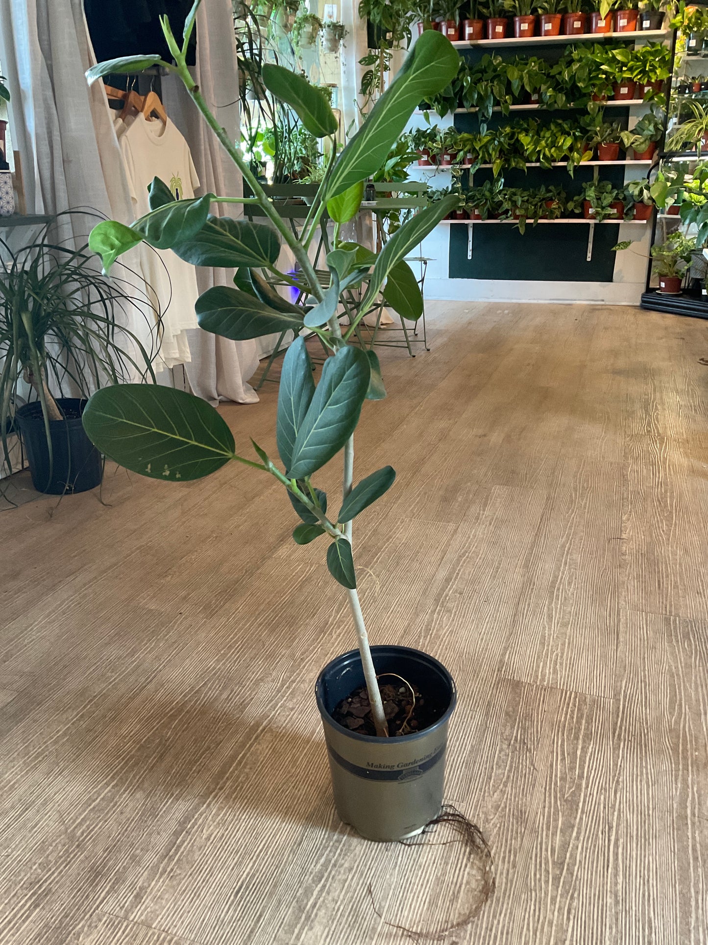 Ficus Audrey - Boutique