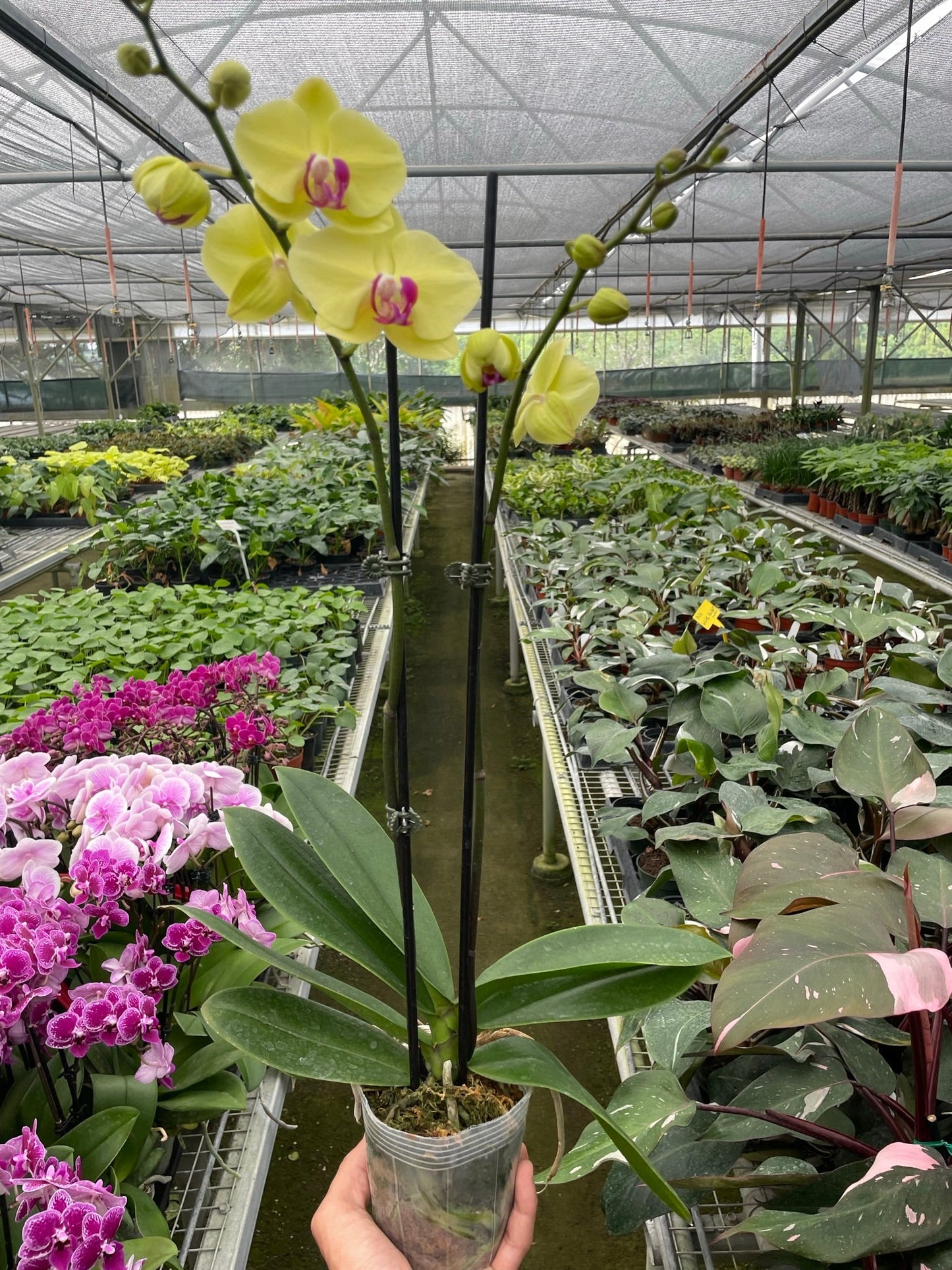 Orchid 'Yellow Phalaenopsis' potted plant
