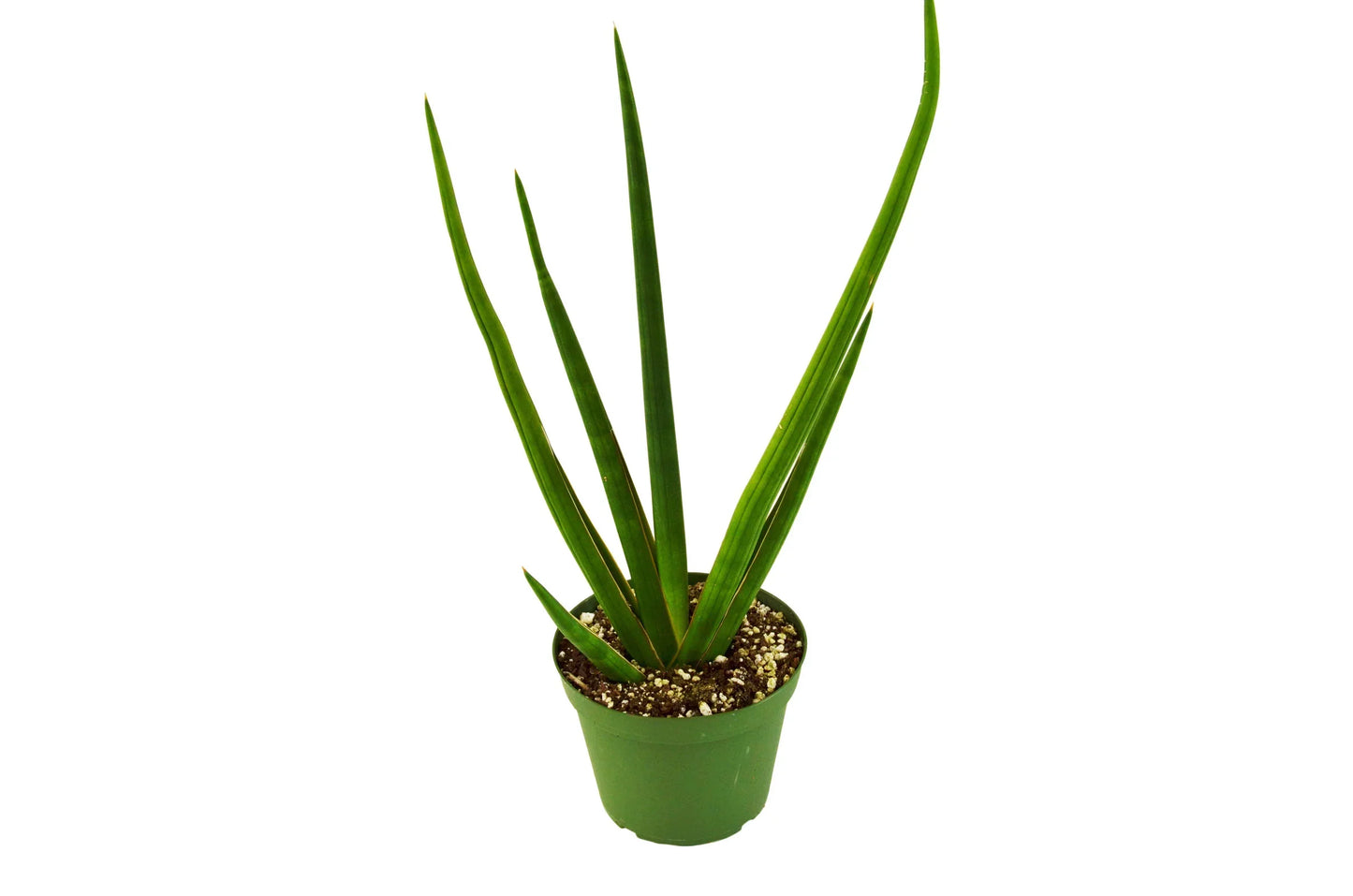 Snake Plant Cylindrica 4" potted plant
