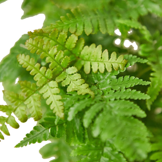 'Autumn' Fern potted plant