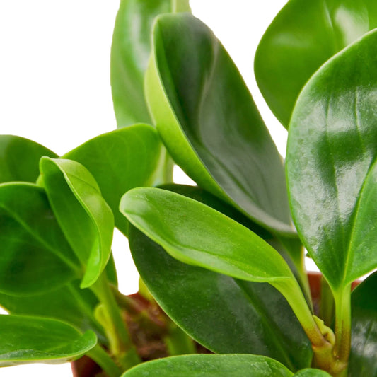 Peperomia Thailand potted plant