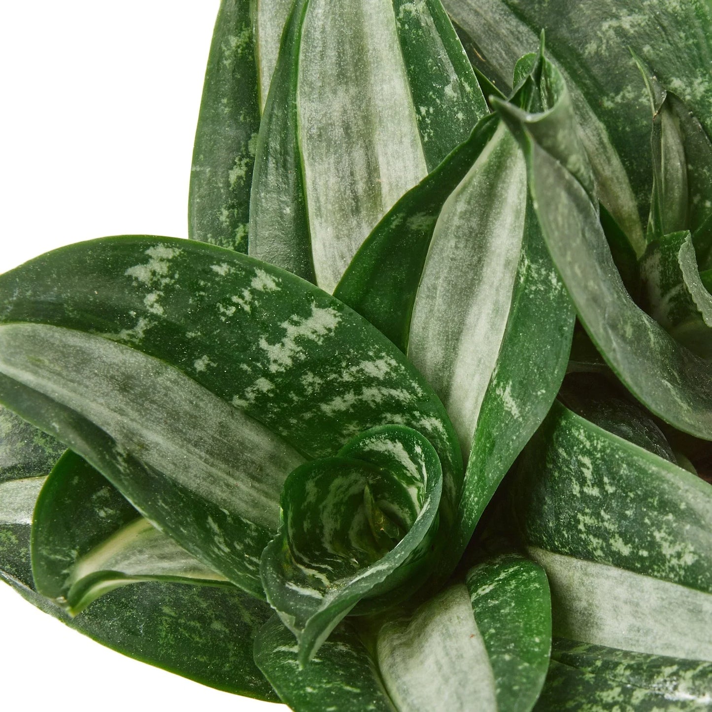 Snake Plant Silver Streak potted plant