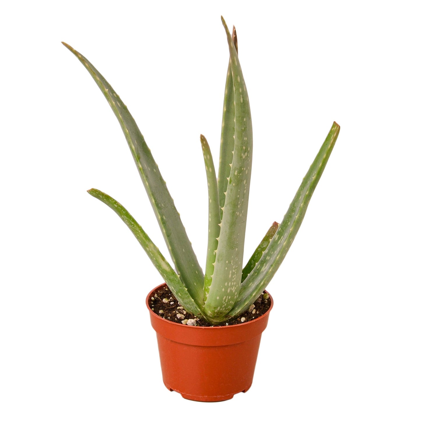 Aloe Vera 4" potted plant