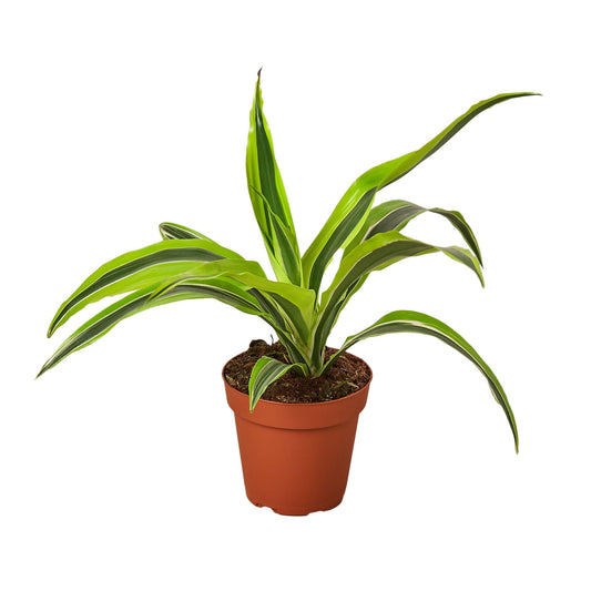 Dracaena Deremensis 'Lemon Lime' 4" potted plant