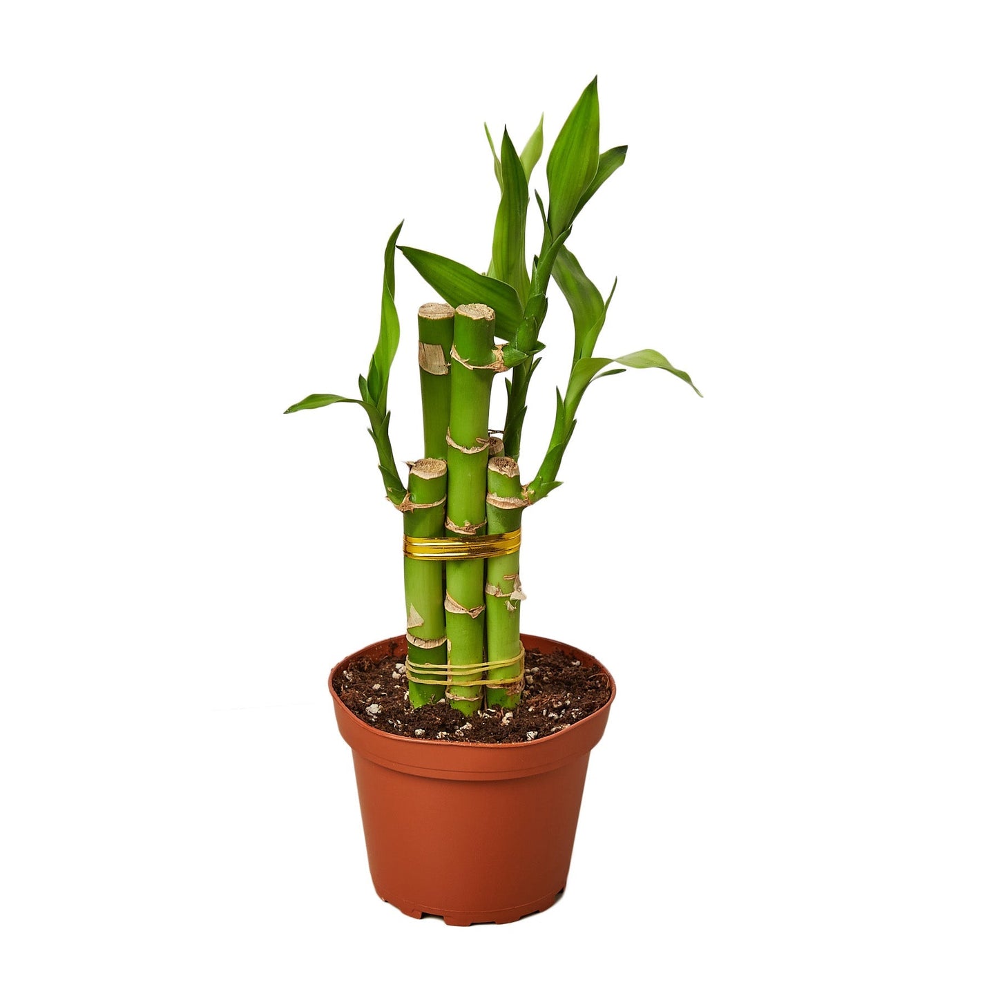Dracaena 'Lucky Bamboo' 4" potted plant