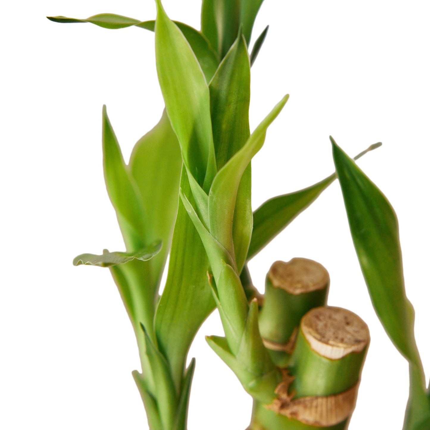 Dracaena 'Lucky Bamboo' 6" potted plant