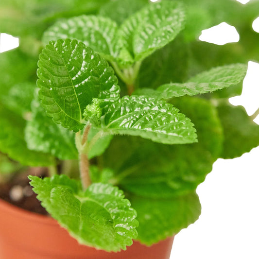 Pilea 'Crinkle' 4" potted plant