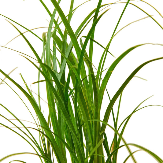 Palm Ponytail potted plant