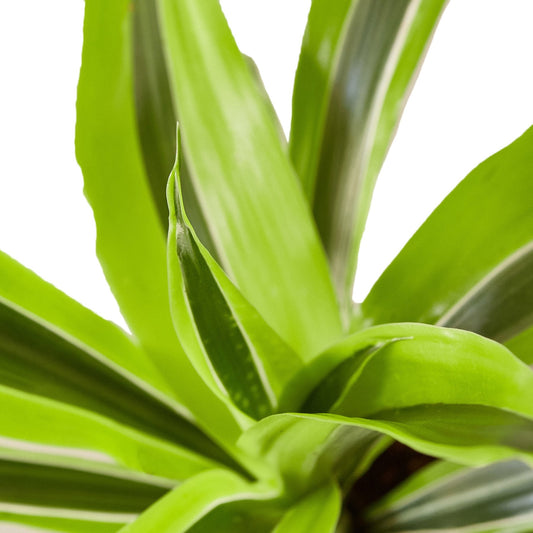 Dracaena Deremensis 'Lemon Lime' potted plant