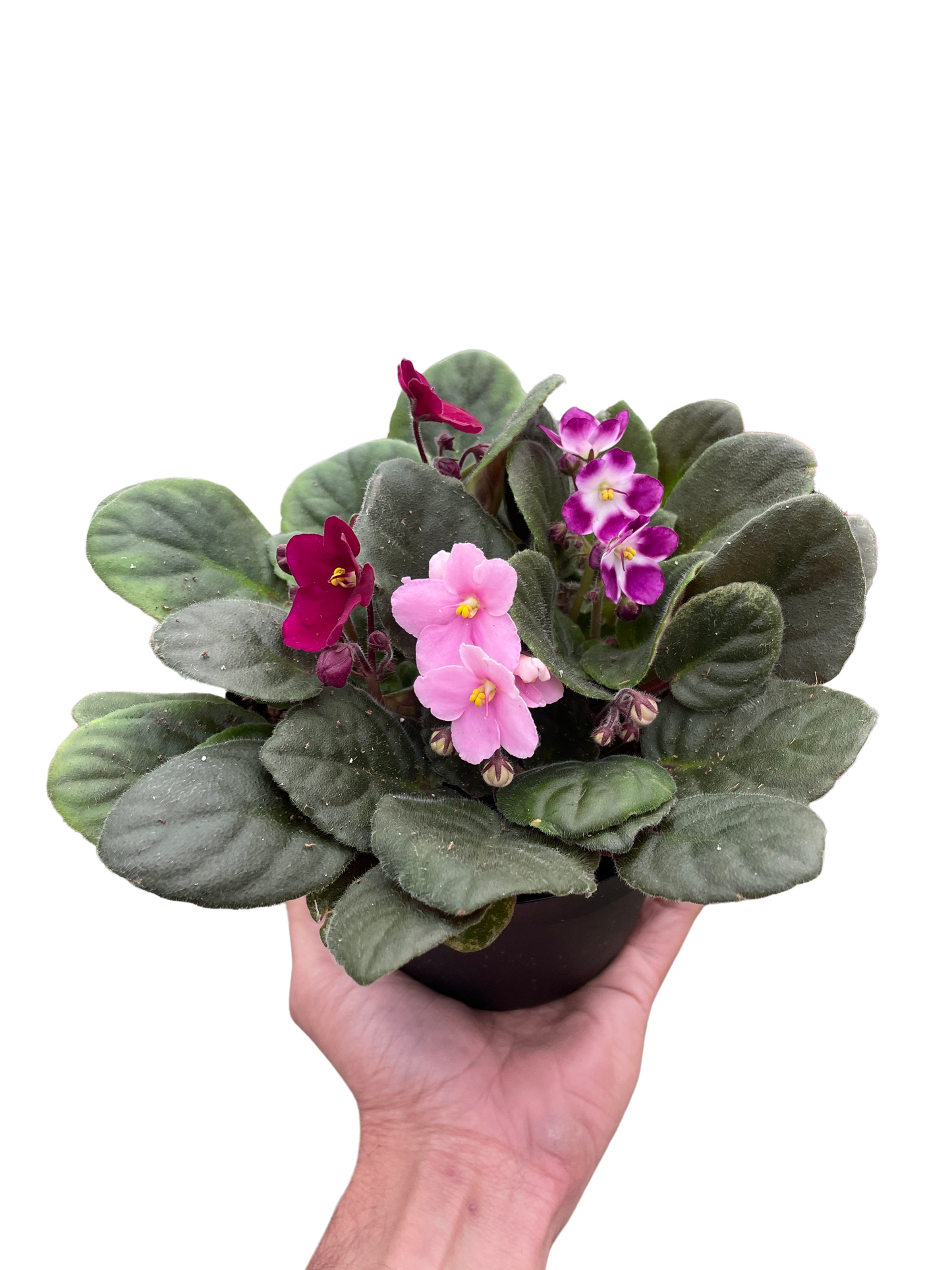 African Violet 4" potted plant