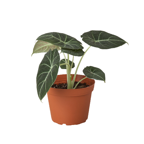 Alocasia Reginula 'Black Velvet' potted plant