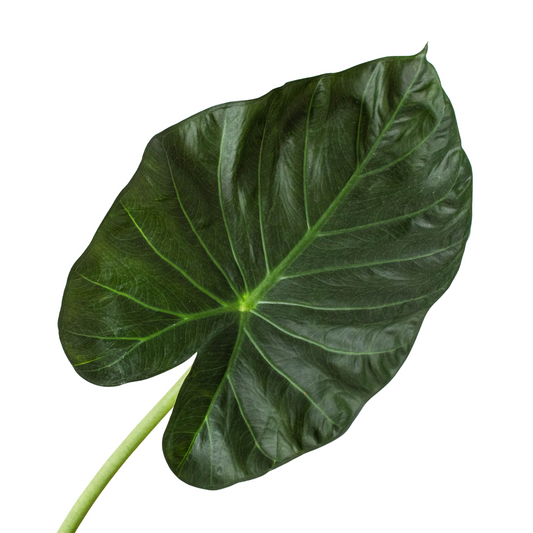 Alocasia 'Regal Shields' potted plant