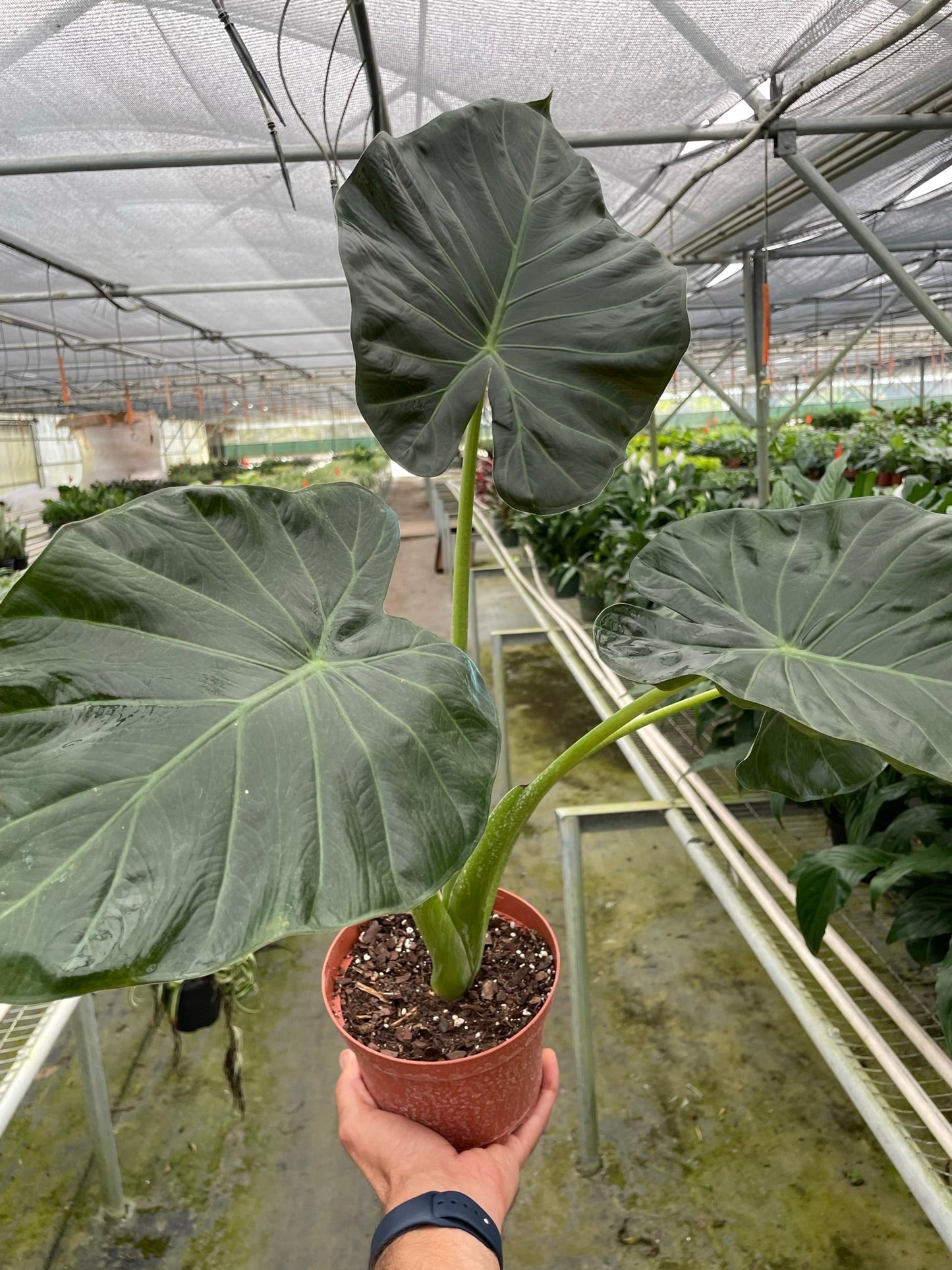 Alocasia 'Regal Shields' potted plant
