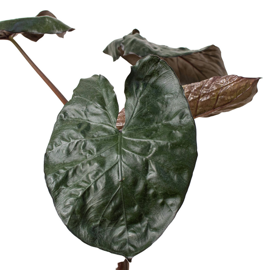 Alocasia 'Serendipity' potted plant
