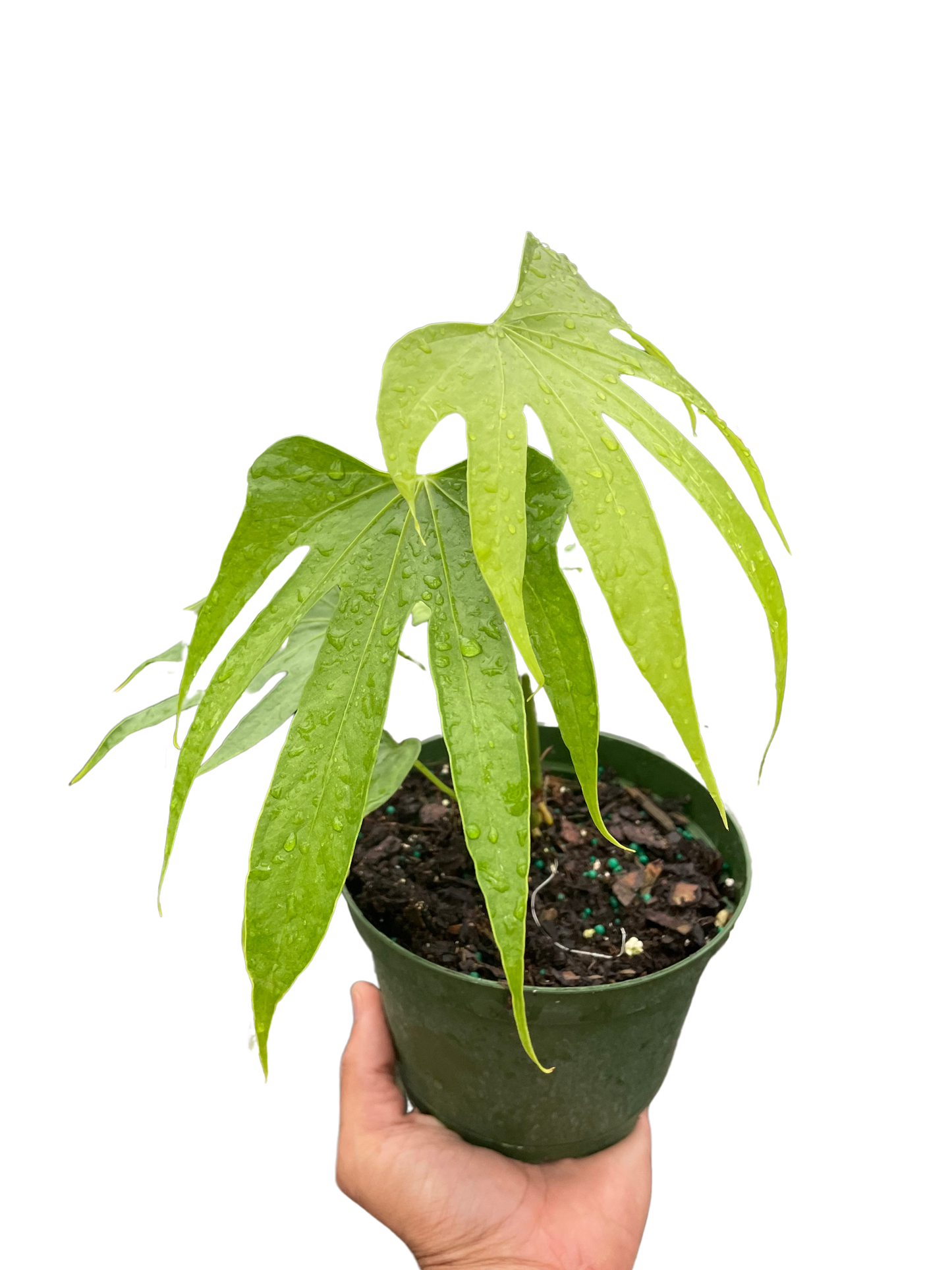 Anthurium Fingers potted plant