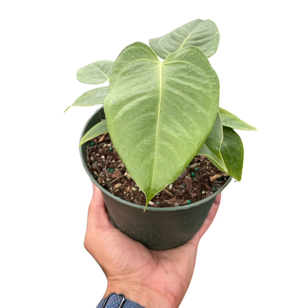 Anthurium 'Veitchii' potted plant