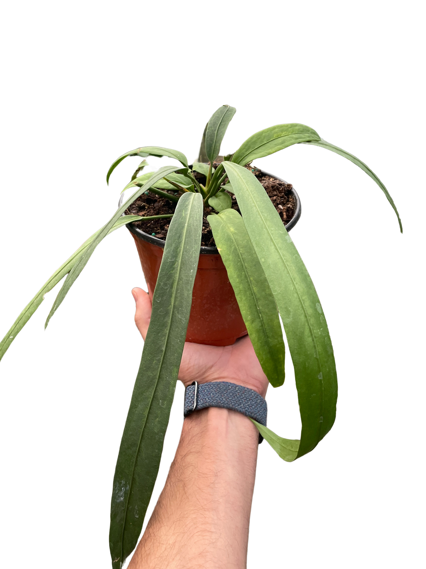 Anthurium 'Vittarifolium' potted plant