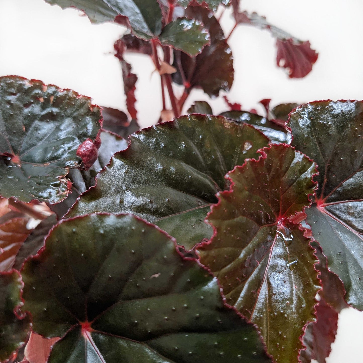 Begonia 'Black Magic' potted plant
