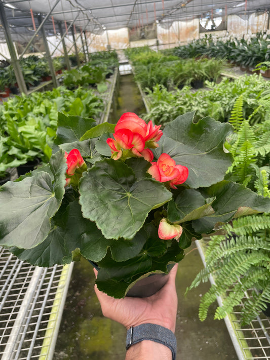 Begonia 'Reiger' potted plant