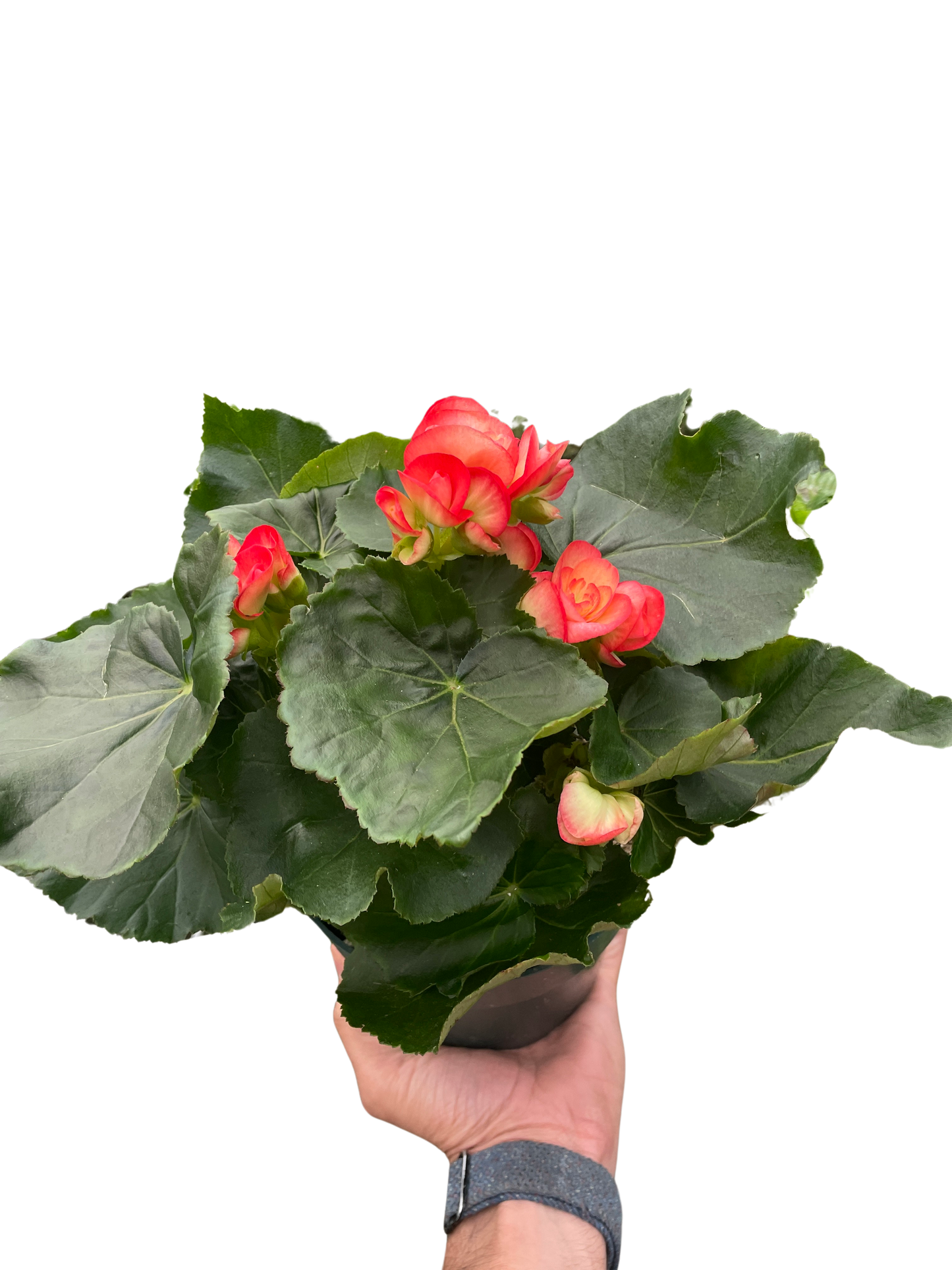 Begonia 'Reiger' potted plant