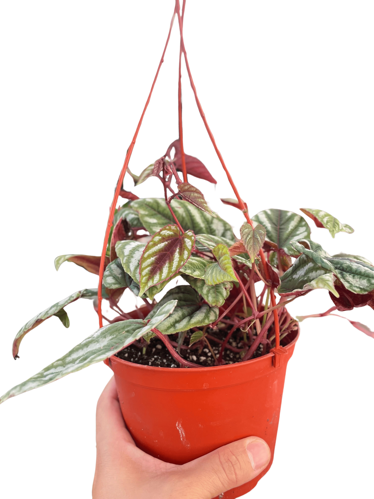Begonia Rex Vine 6" potted plant