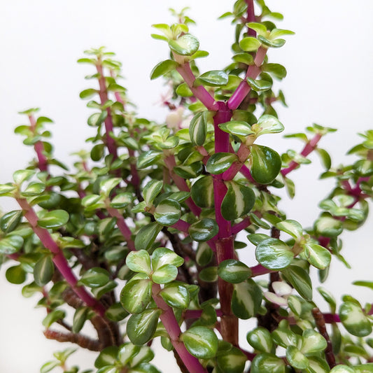 Bonsai Jade Dwarf Rainbow potted plant