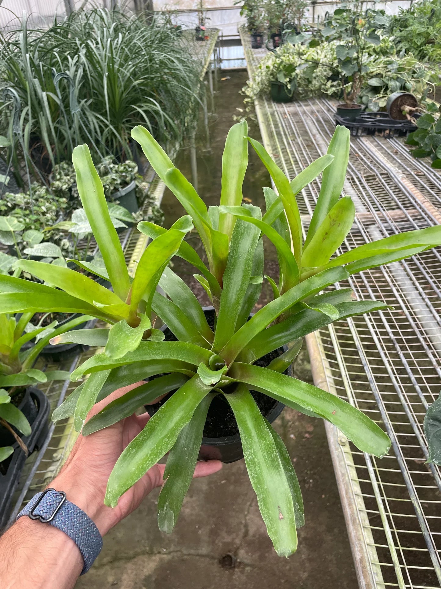 Bromeliad 'Fireball' potted plant
