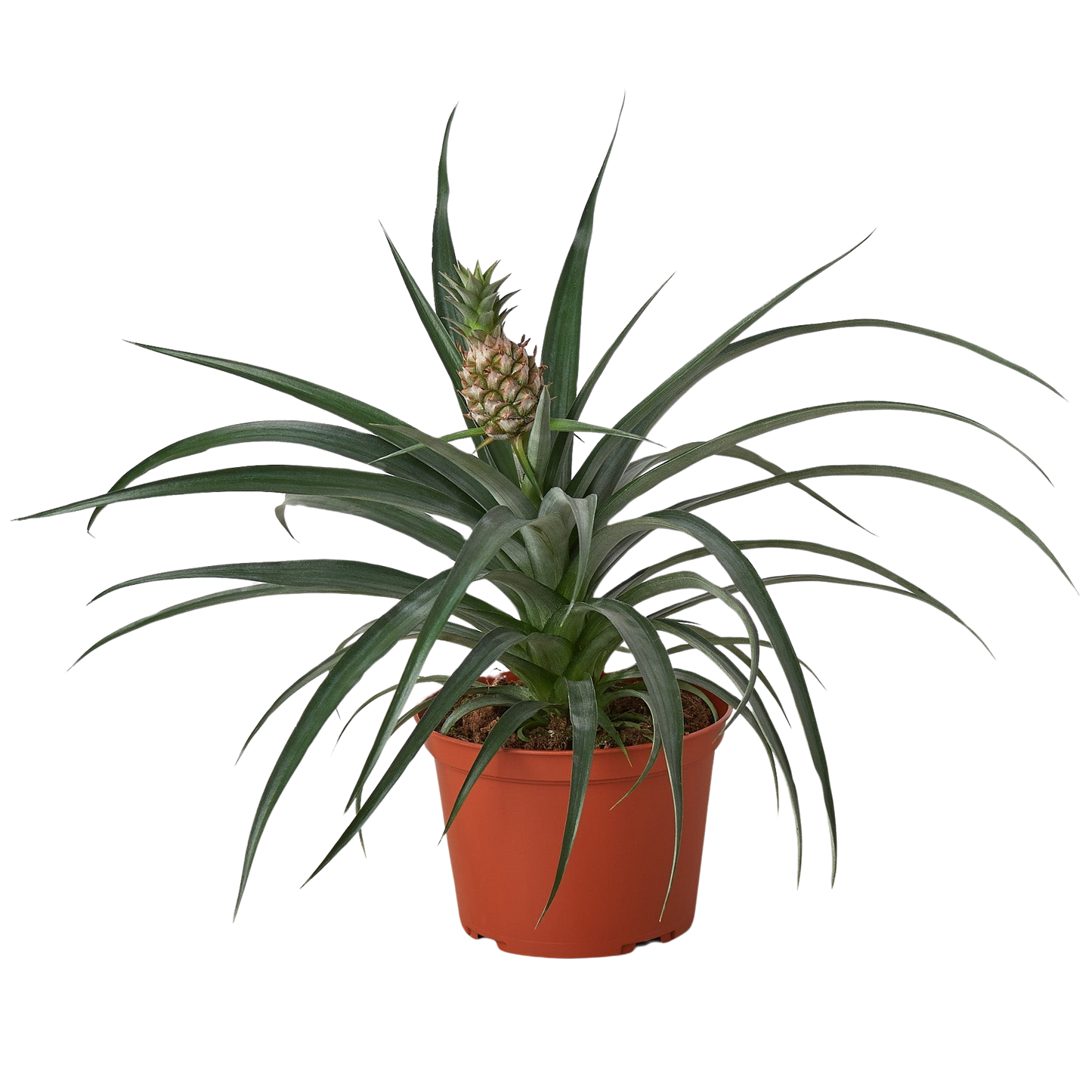 Bromeliad 'Yellow Pineapple' 6" potted plant