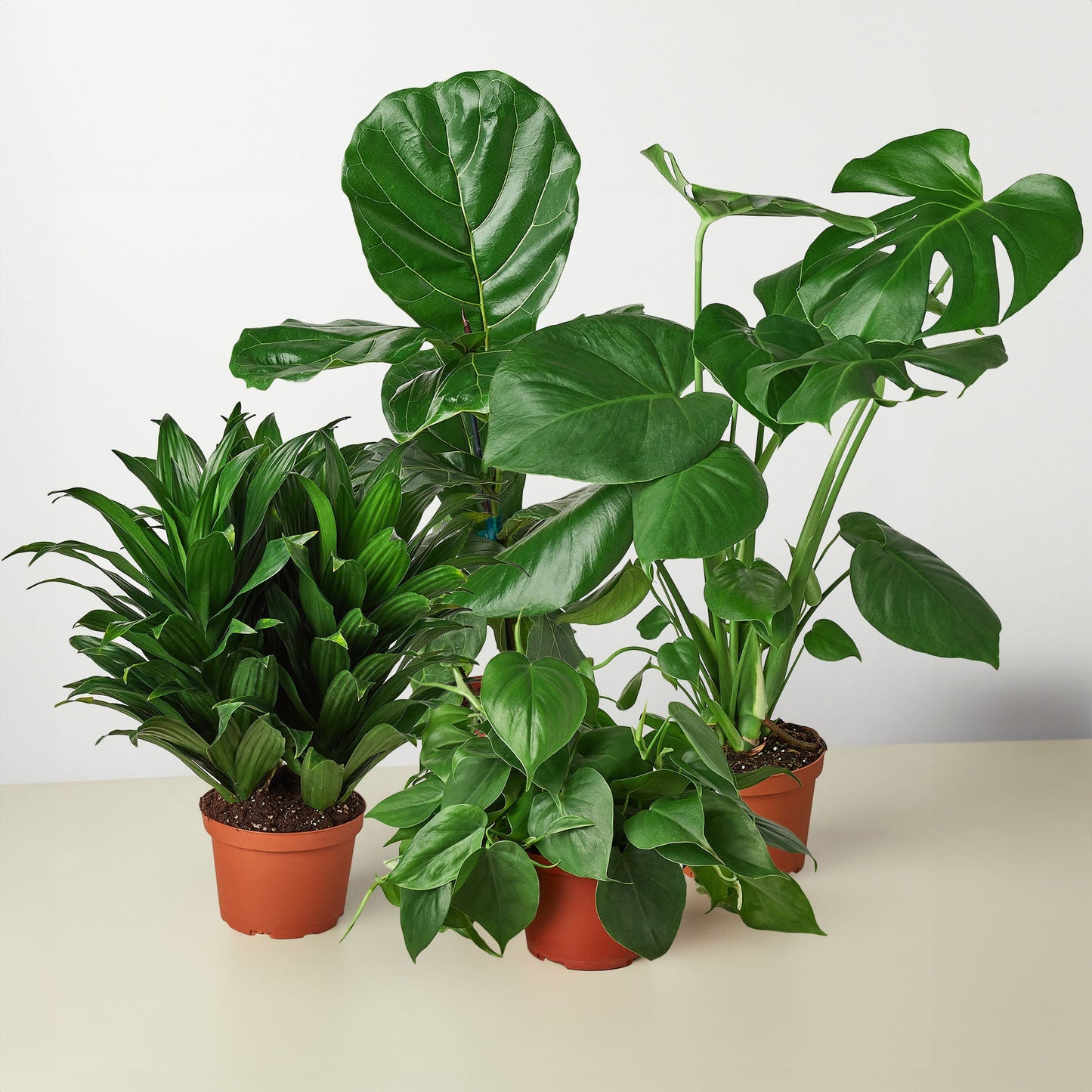 Best Selling Bundle potted plant