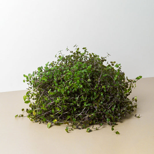 Calasia Repens potted plant