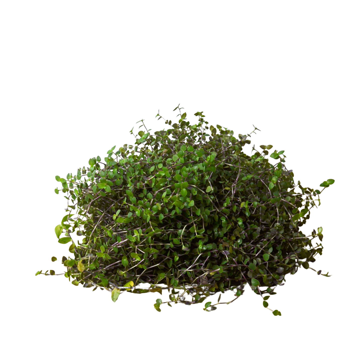 Calasia Repens potted plant