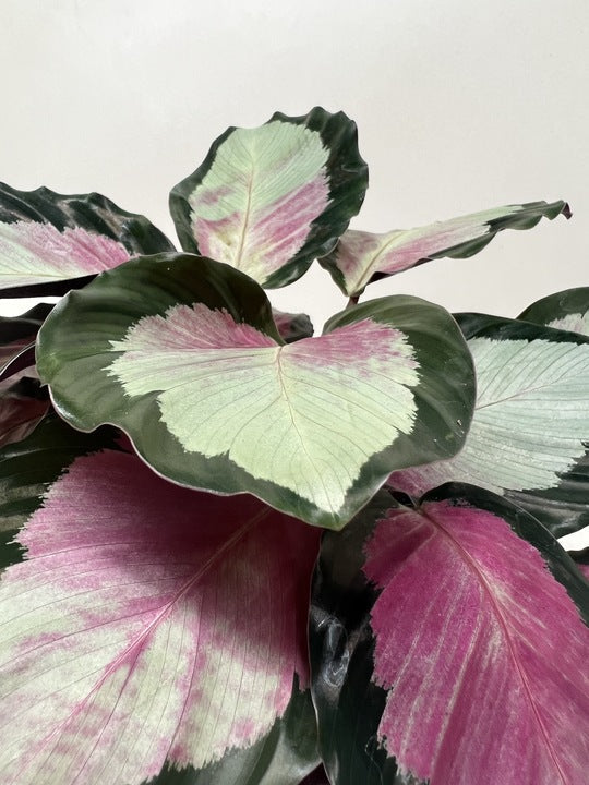 Calathea roseopicta 'Silvia' potted plant