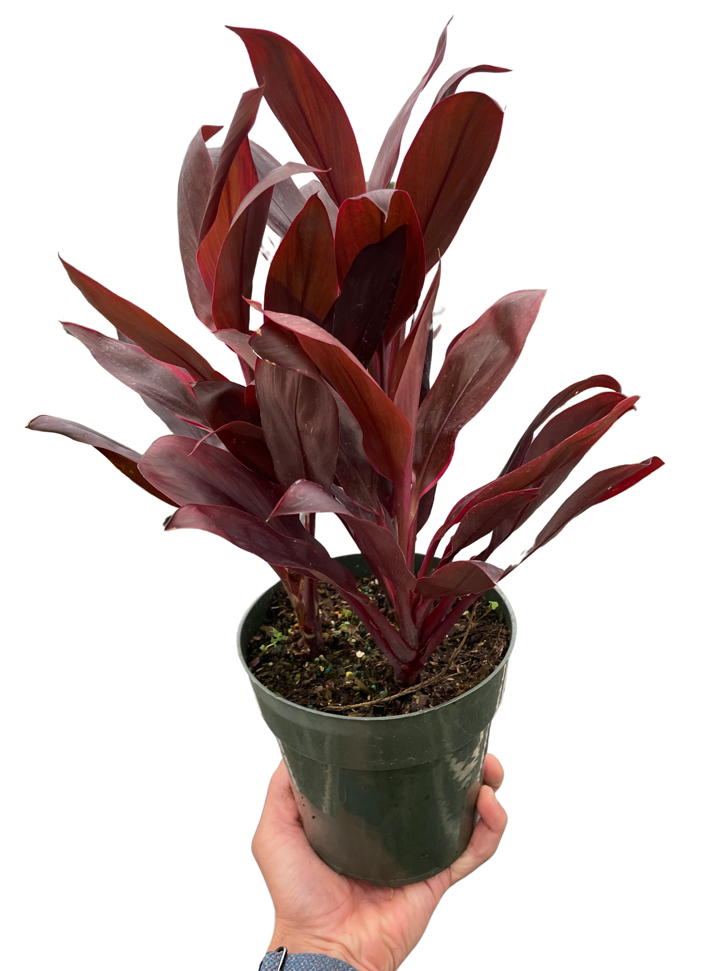 Cordyline 'Calypso Queen' potted plant