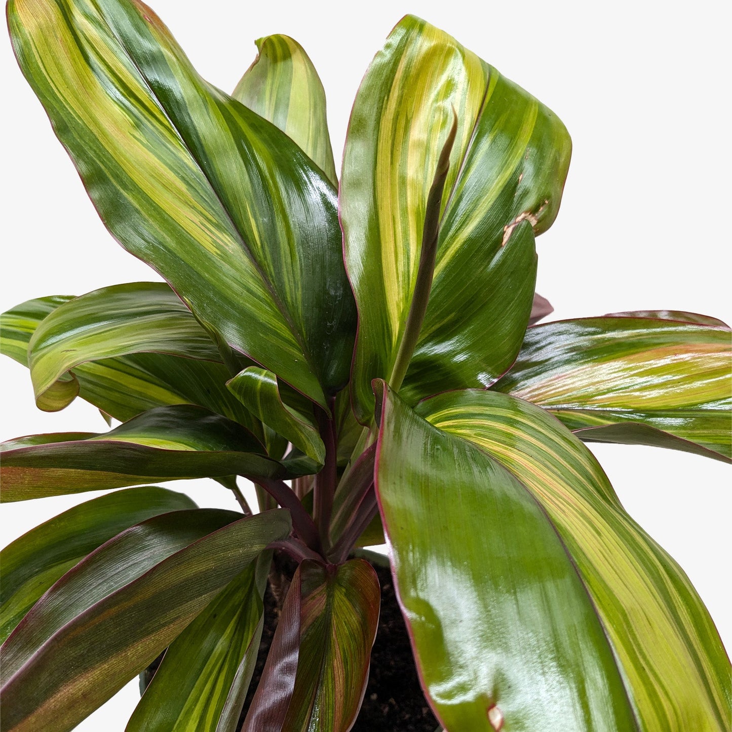 Cordyline Willies Gold potted plant