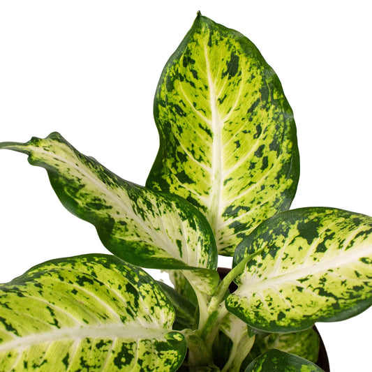 Dieffenbachia 'Amy' potted plant