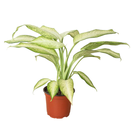 Dieffenbachia 'Camouflage' potted plant