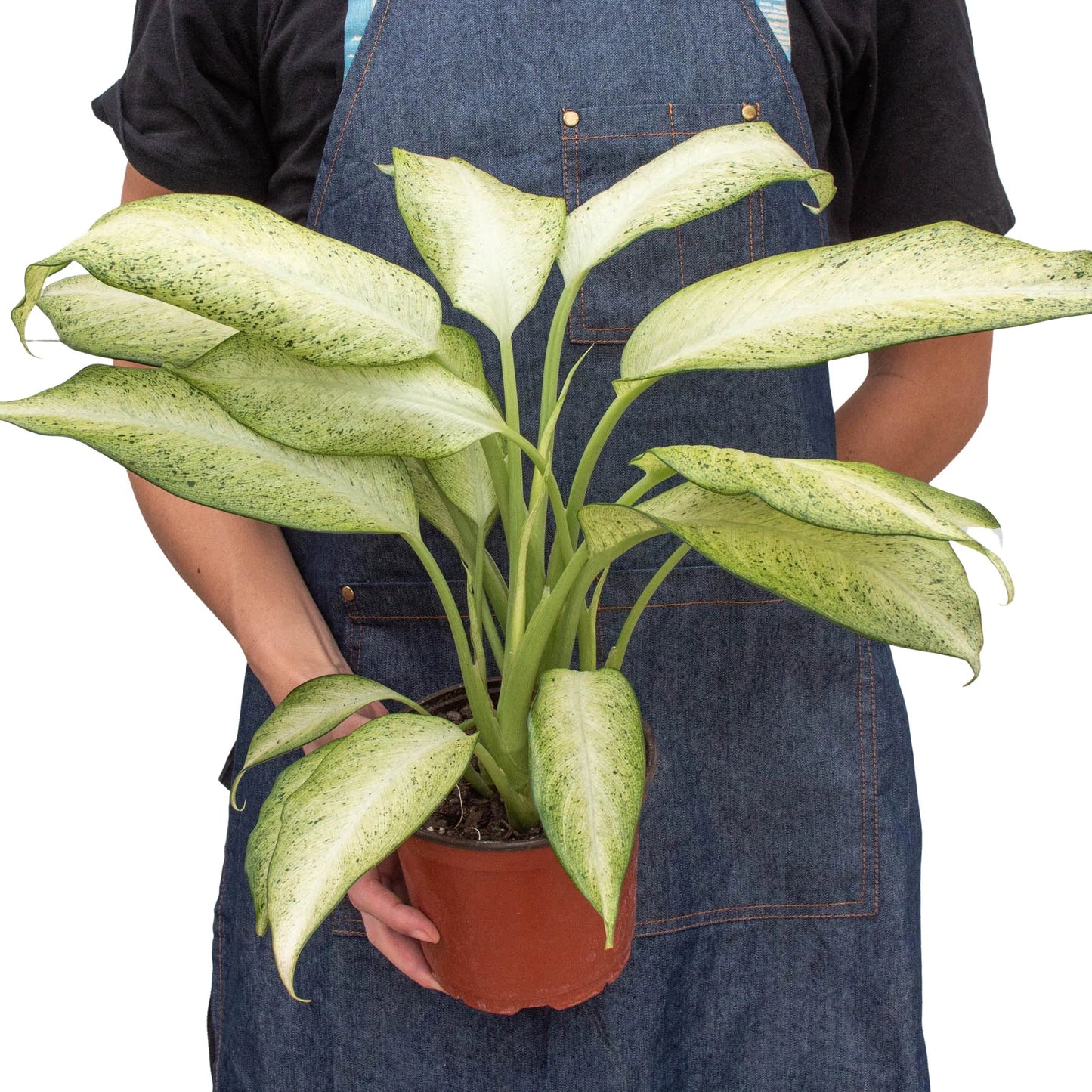 Dieffenbachia 'Camouflage' potted plant