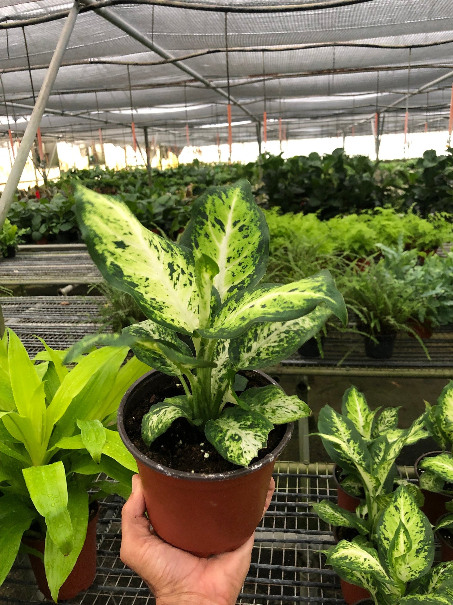 Dieffenbachia 'Amy' potted plant