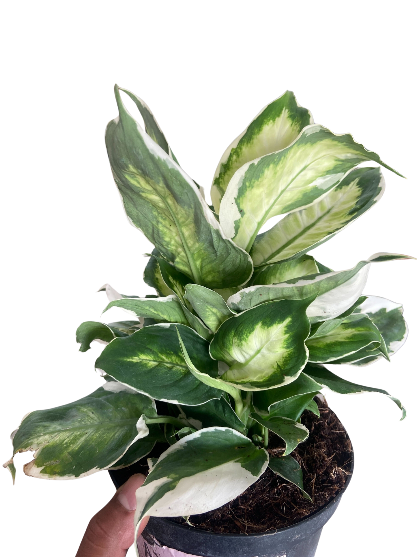 Dieffenbachia 'Cool Beauty' potted plant