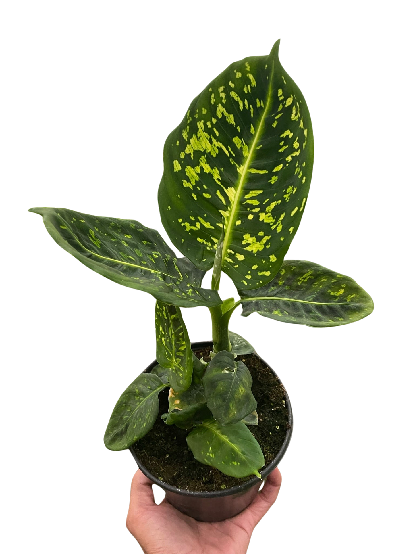 Dieffenbachia 'Reflector' potted plant