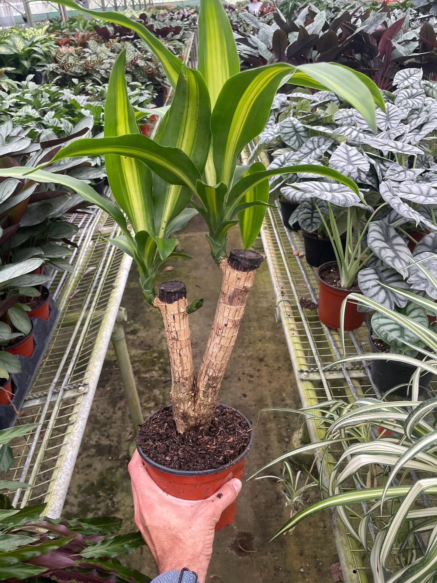 Dracaena Massangeana 6" potted plant