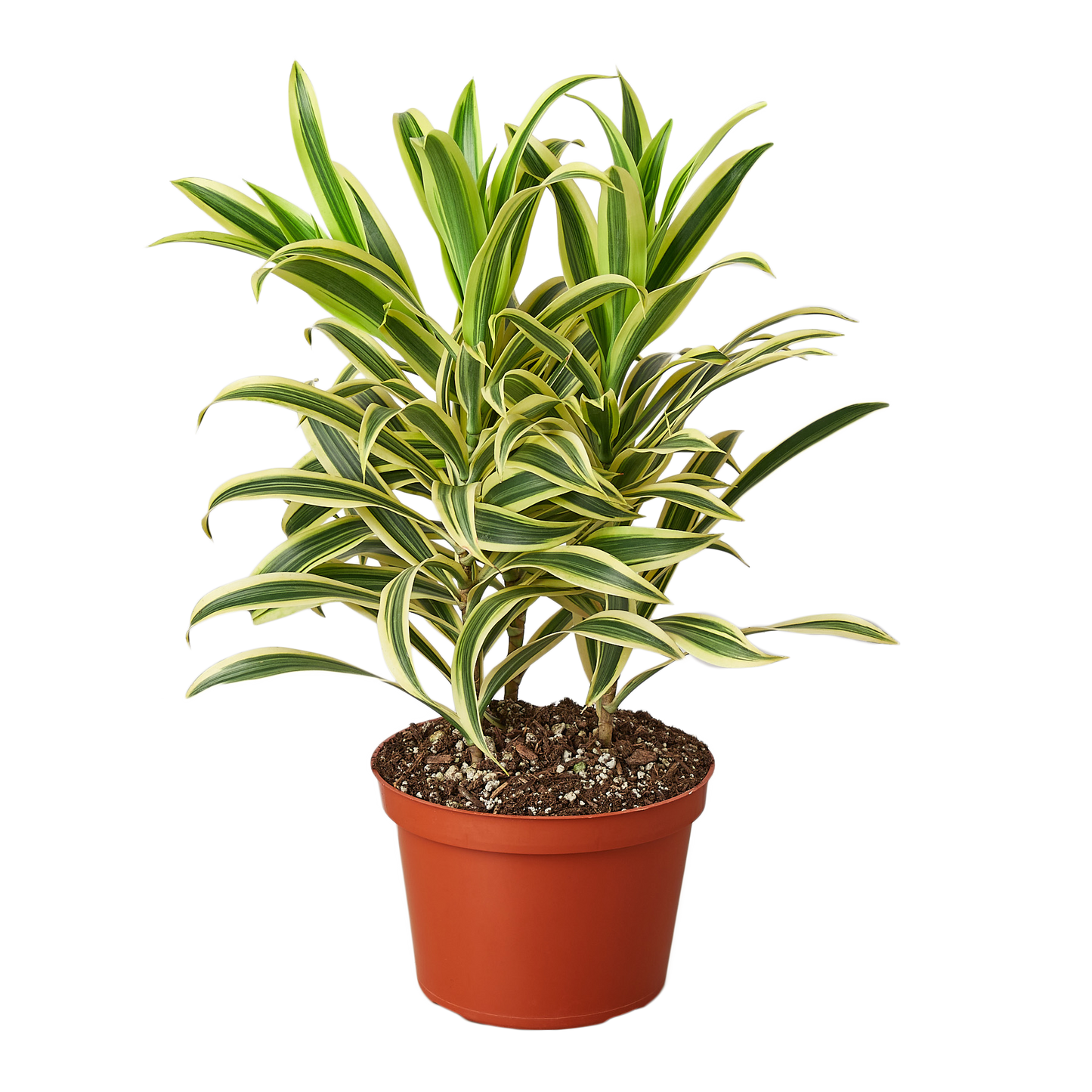 Dracaena 'Song of India' 6" potted plant