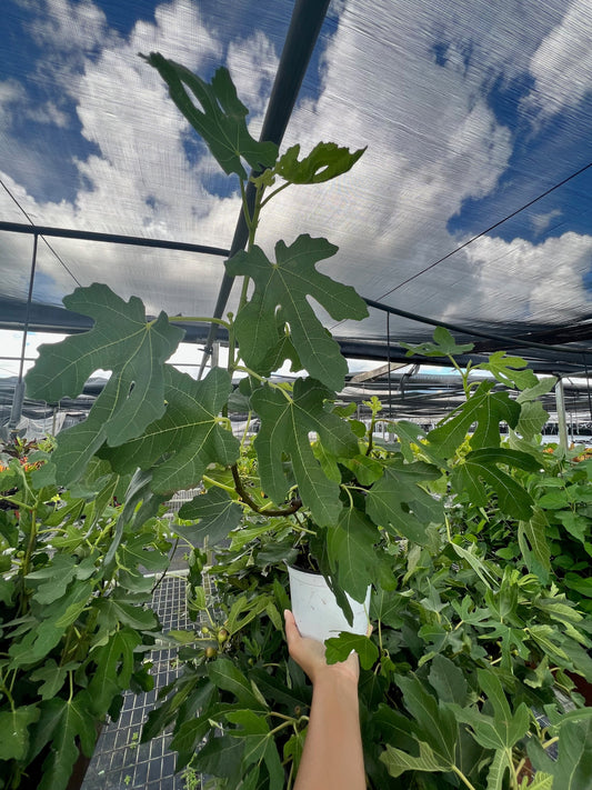 ED Fig potted plant